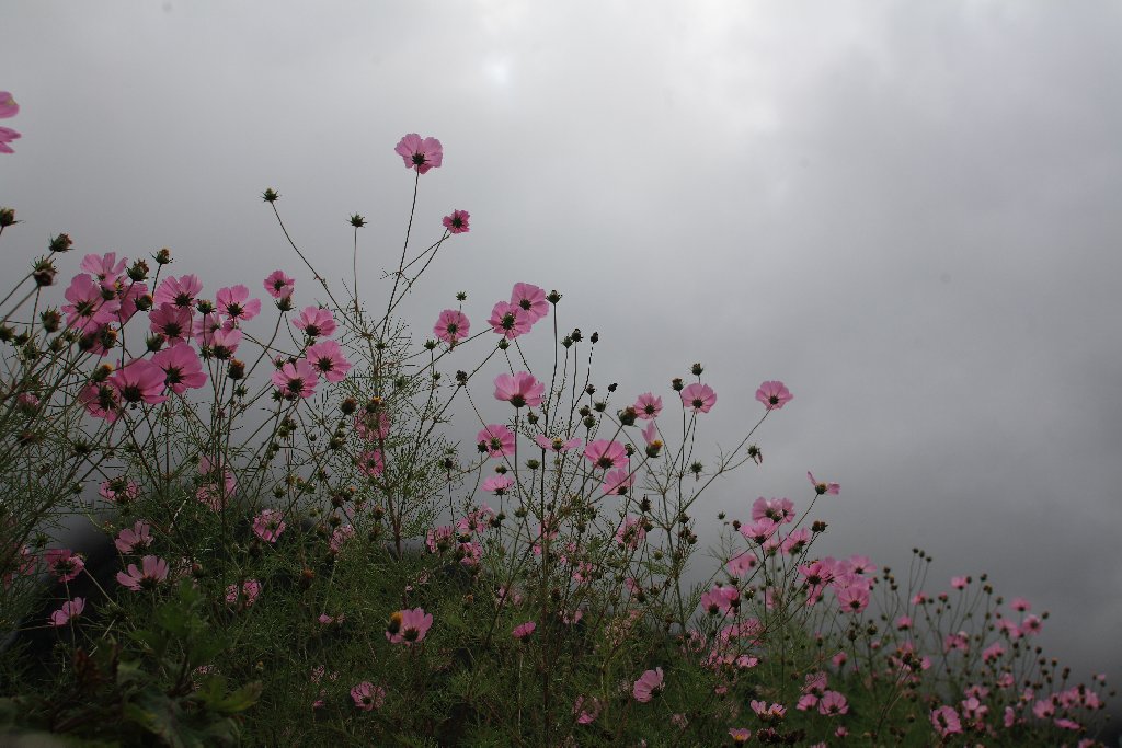 Cosmos near Namche Bazaar