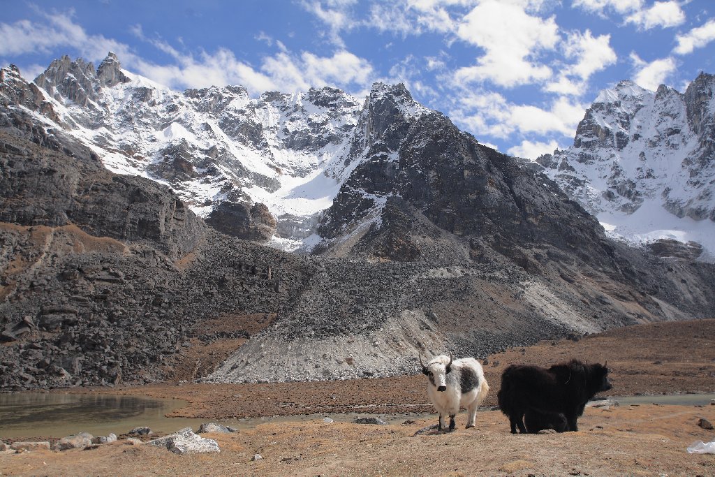 Yaks in the Bhoti Kosi Valley