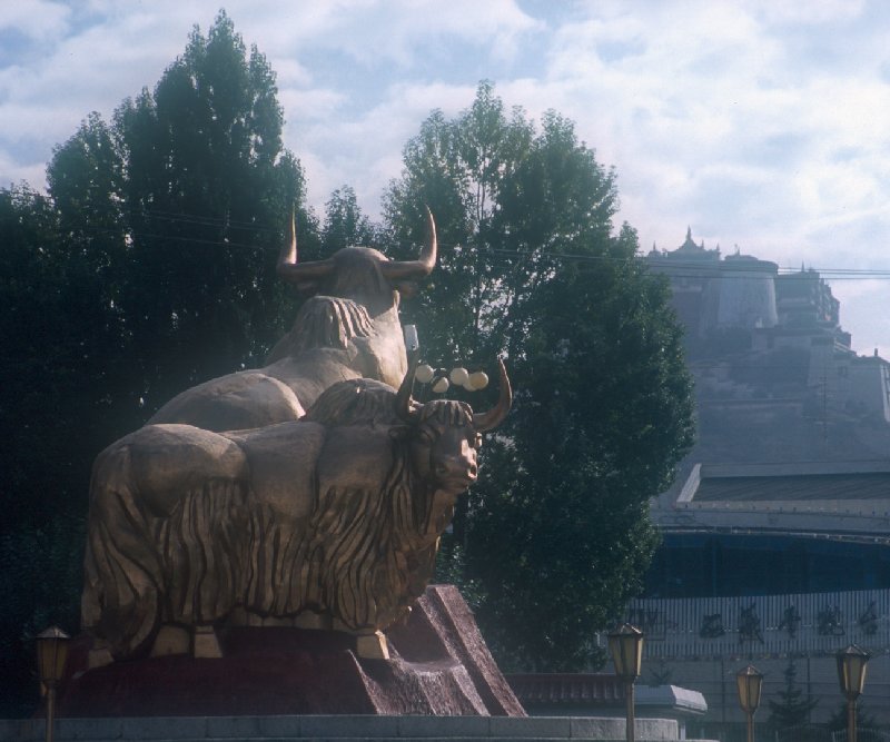 Golden Yaks