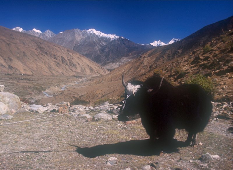 Yak near Yulok