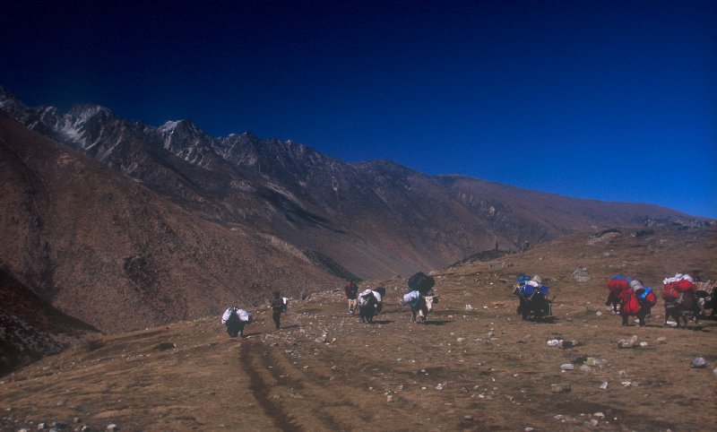Yaks