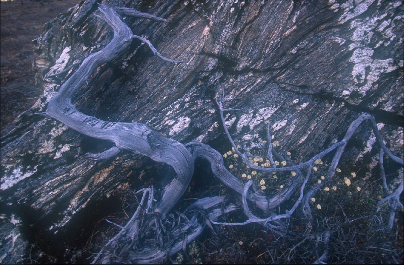 Rhododendron Skeleton