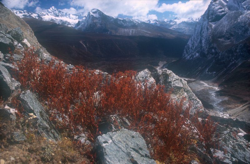 Pathang Ringmo to Alpine Camp
