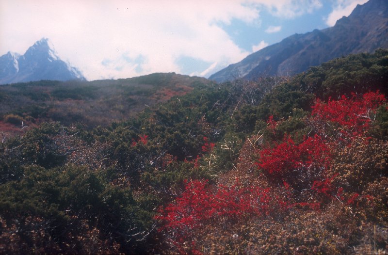 Pathang Ringmo to Alpine Camp