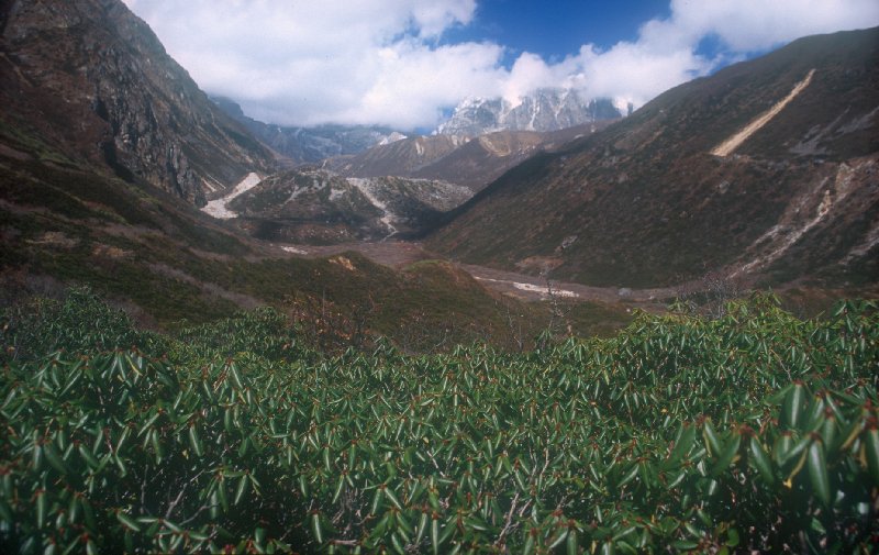 Pathang Ringmo to Alpine Camp