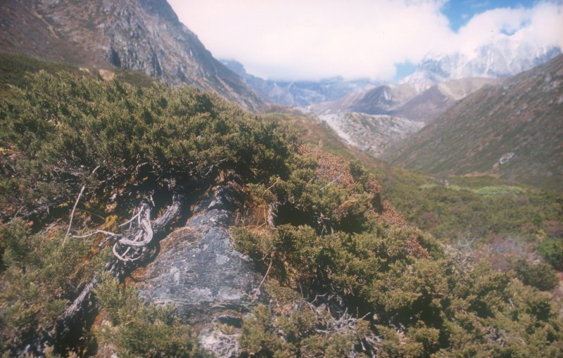 Pathang Ringmo to Alpine Camp