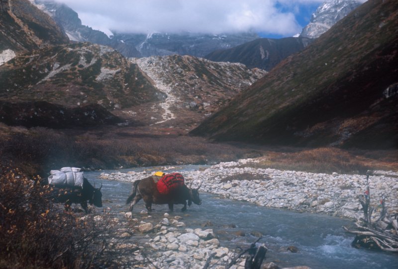 Pathang Ringmo to Alpine Camp