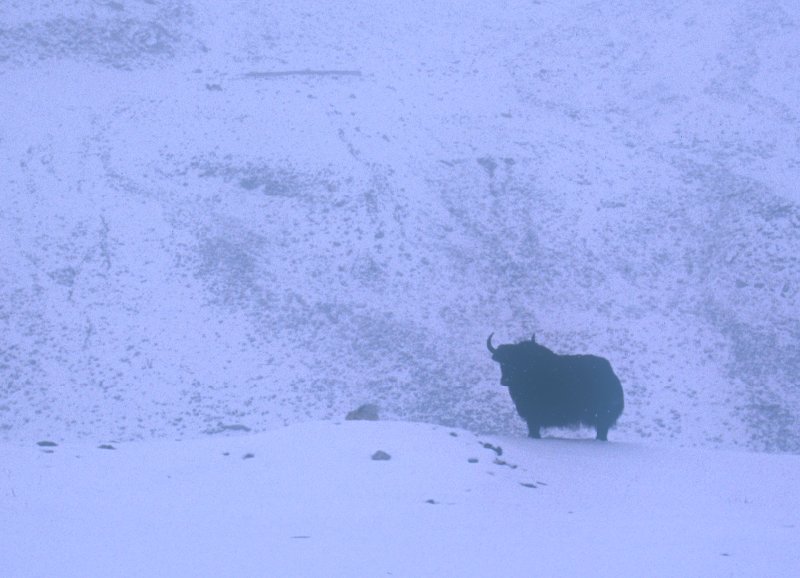 Yak at Rongbuk Monastery